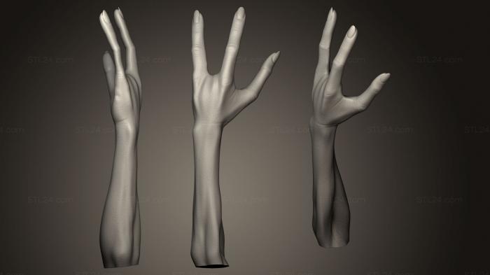 Anatomy of skeletons and skulls (Humanoid Hand 13, ANTM_0150) 3D models for cnc